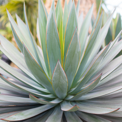blue-glow-agave