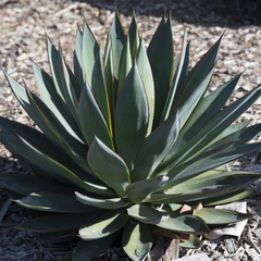 blue-glow-agave