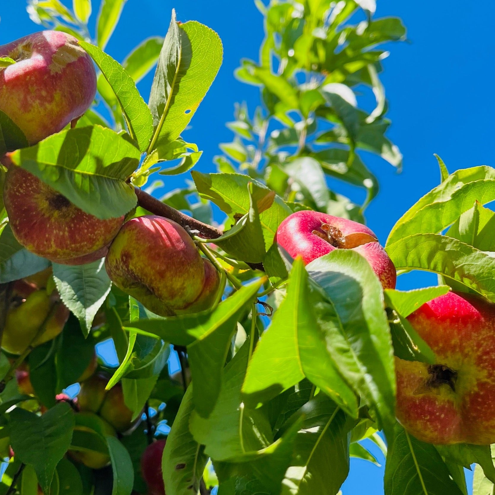 Sauzee King Nectarine – Landz Store